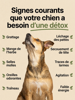 Novapaw — Gouttes Anti-Parasites Chien