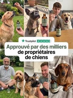 Novapaw — Gouttes Anti-Parasites Chien