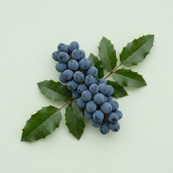Raisin d'Oregon