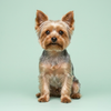 Petit chien